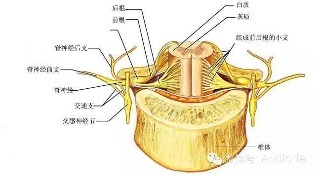 腰椎椎管矢状断切开,显示椎管 椎管内脊髓和神经根 来源:解剖与生活