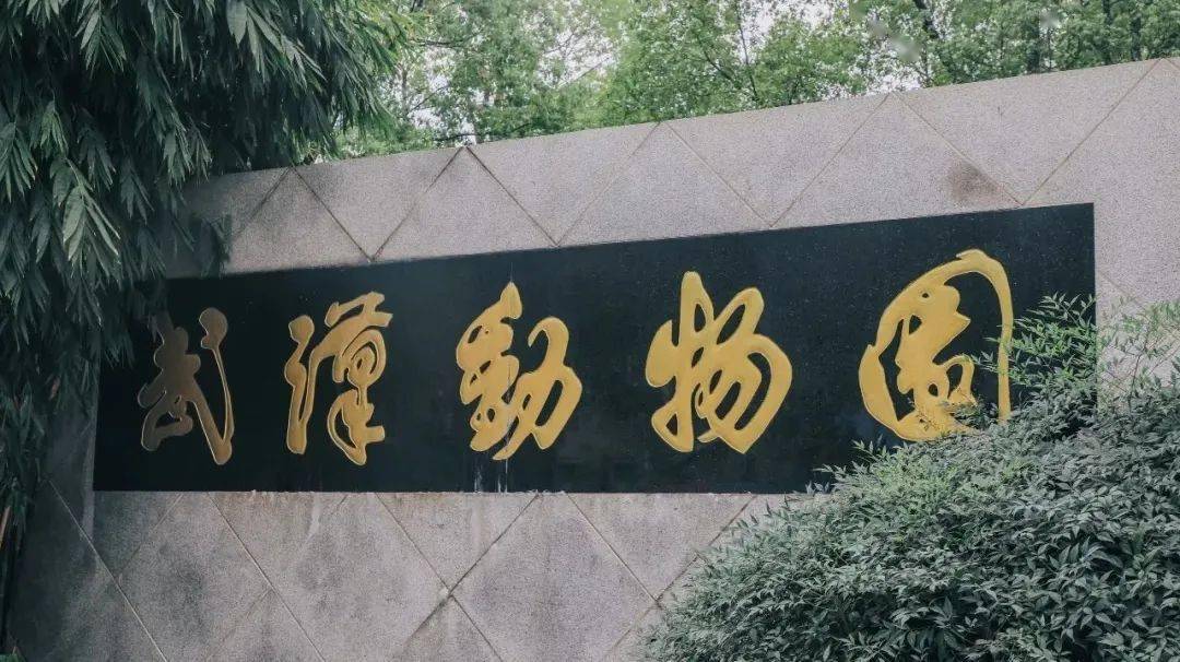 "告别"武汉动物园 | 打卡回忆的童趣之旅!
