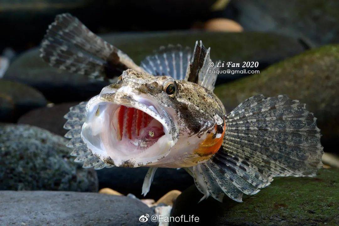 松江这条国鱼你吃过吗