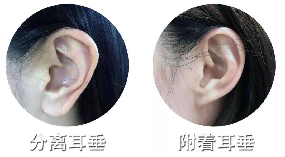 中国人的耳朵到底多大,才能有福气?