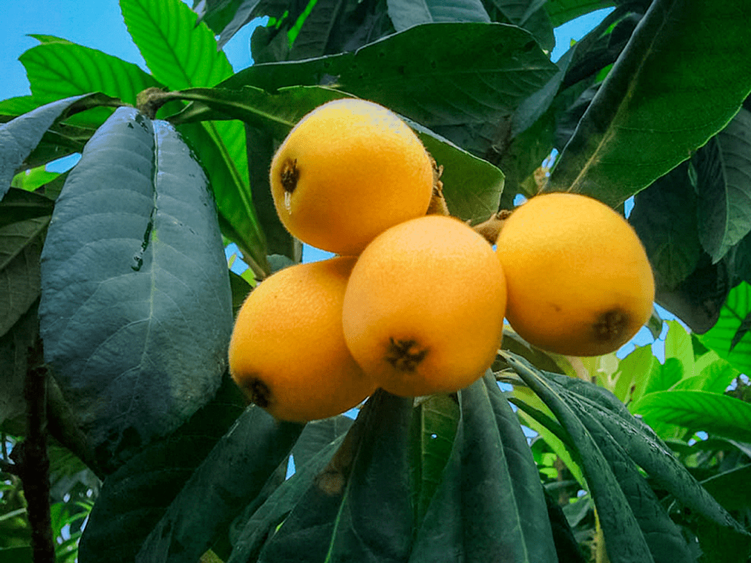 云霄地标产品之一又甜又有颜c位出道的云霄枇杷你pick了吗