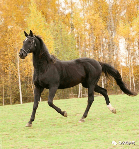 如何保护马的腿部