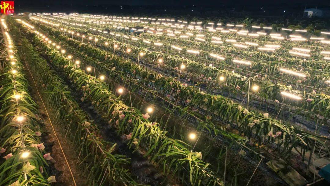 這一大片位於大尖山露營公園裡的火龍果種植基地一共有15畝夜幕降臨時