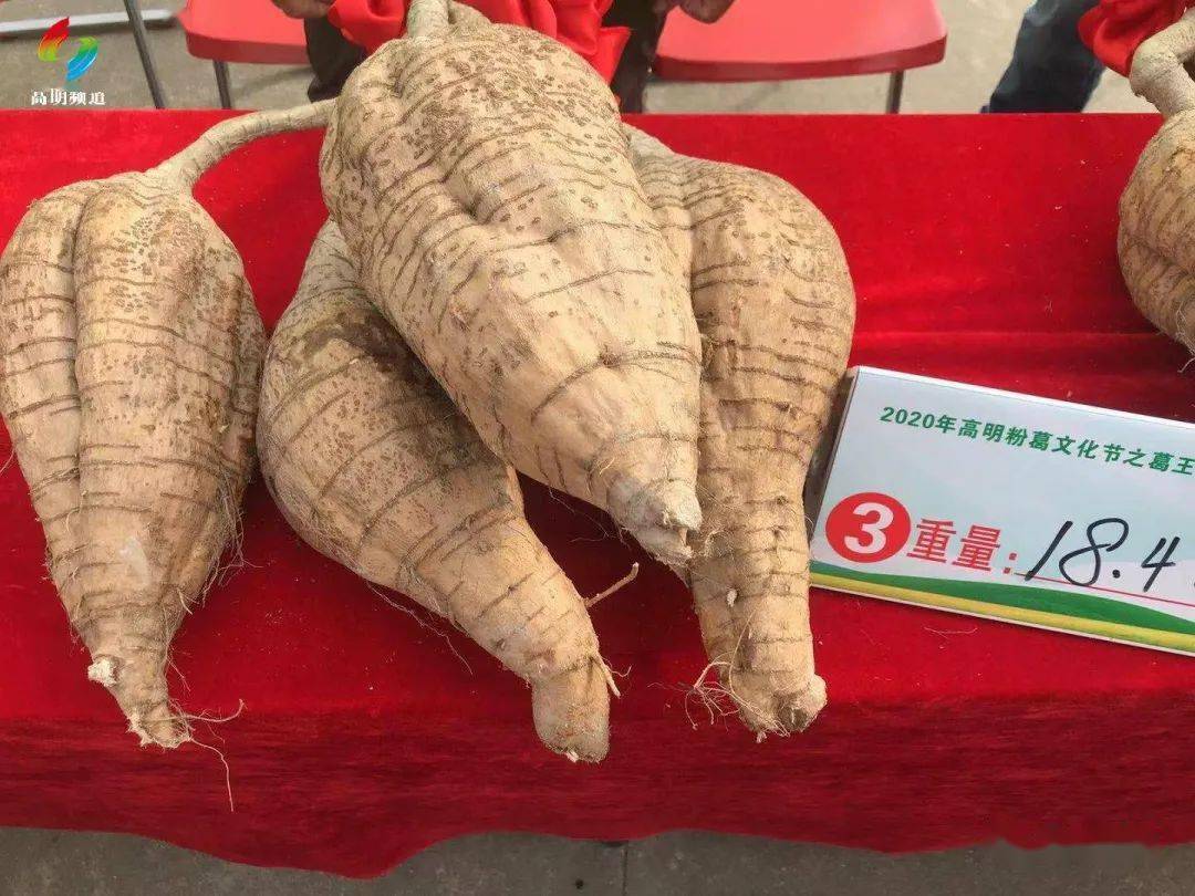 佛山粉葛出高明葛王诞生真高明