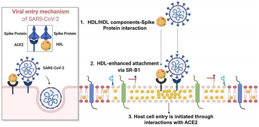等合作在nature metabolism杂志上发表文章hdl-scavenger receptor b