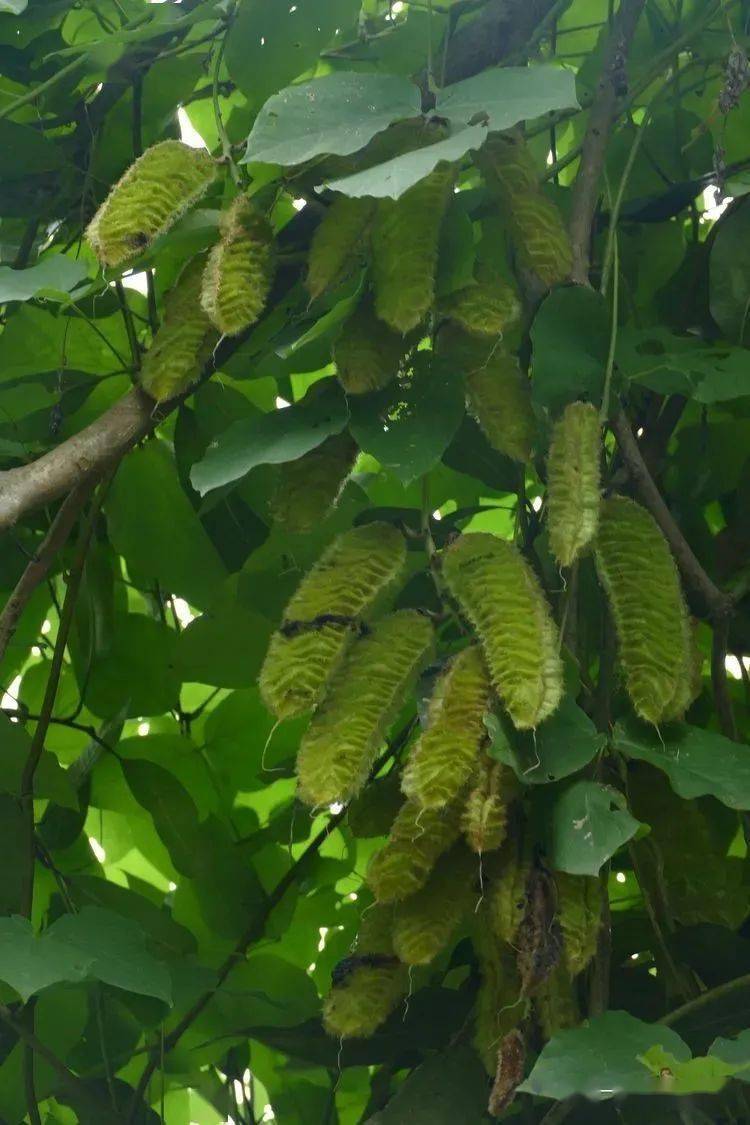 油麻藤豆荚图片