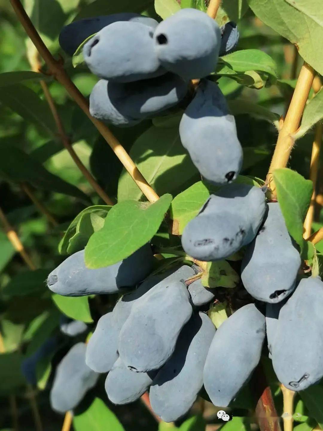 盐 虫酰肼 嘉美金点1000倍液,甲维盐 虫螨腈 嘉美金点1000倍液等效果