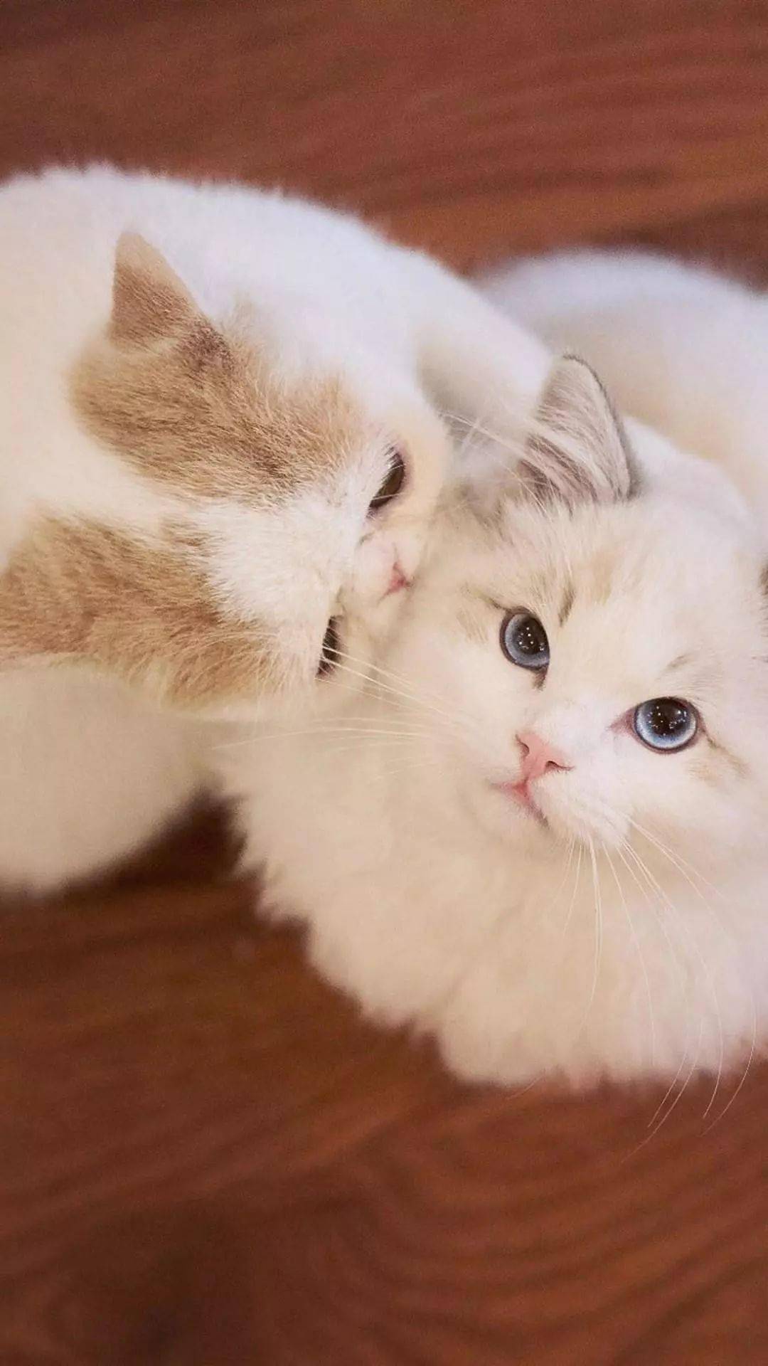 萌宠丨哈士奇小猪壁纸可做头像