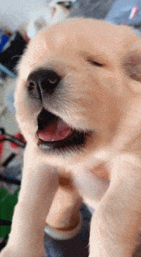 200_363gif 动态图 动图