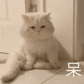 沙雕猫追火车表情包图片