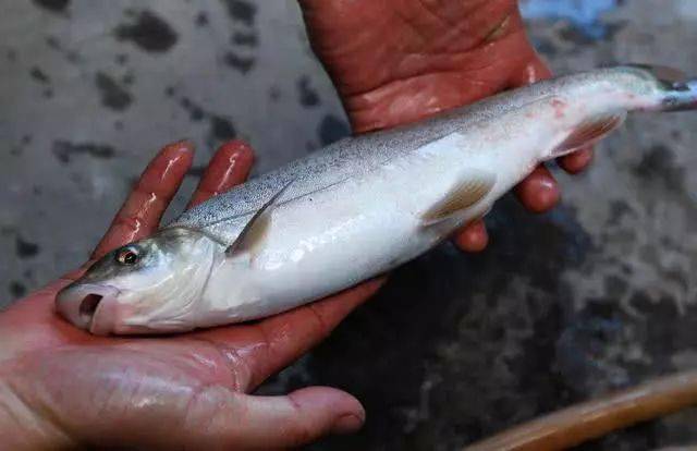 洱海特产弓鱼它们首尾相接屈身弹起把自己射向前方