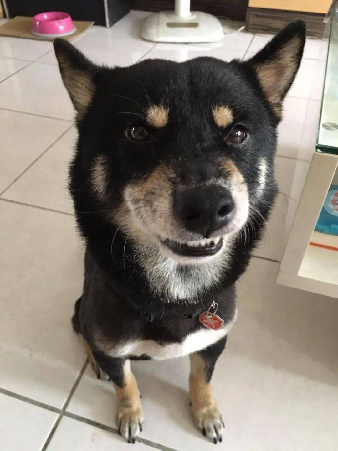 黑柴被人遗弃两次屁股还被插入钢管但结局好暖