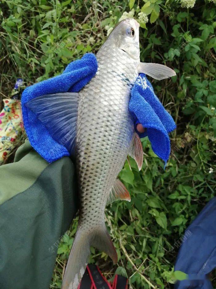 自制饵料失败,幸得商品饵上三鲮_钓友