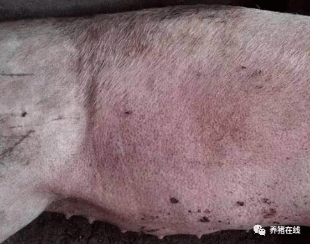 猪的血虫病是什么症状图片