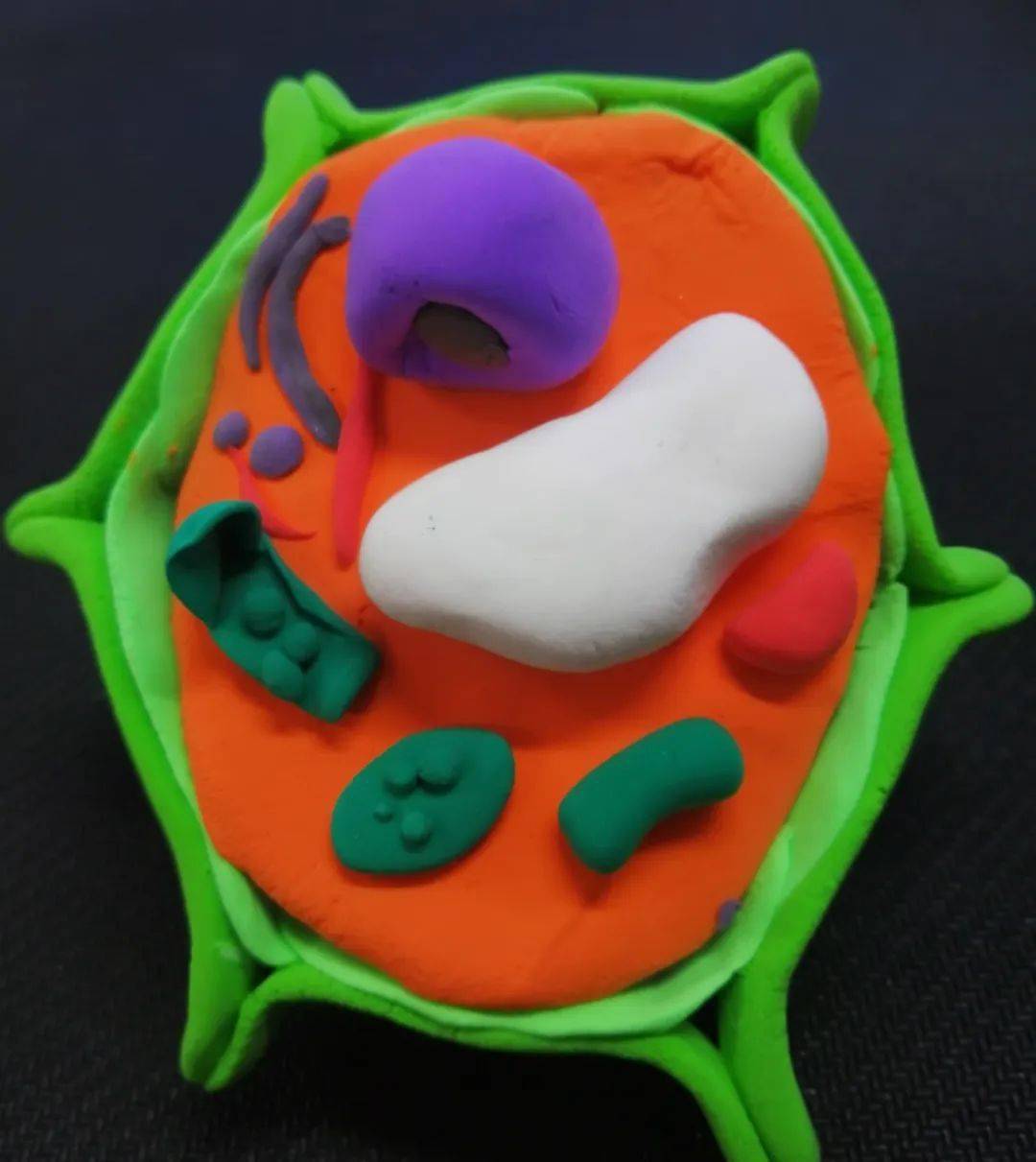 初一生物细胞模型图片图片
