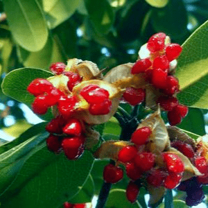 畲药文化小讲堂丨全身都是宝的崖花海桐_手机搜狐网