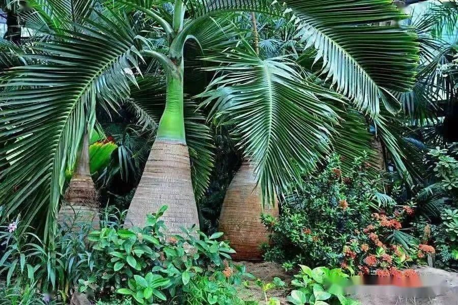 廊坊热带植物园图片