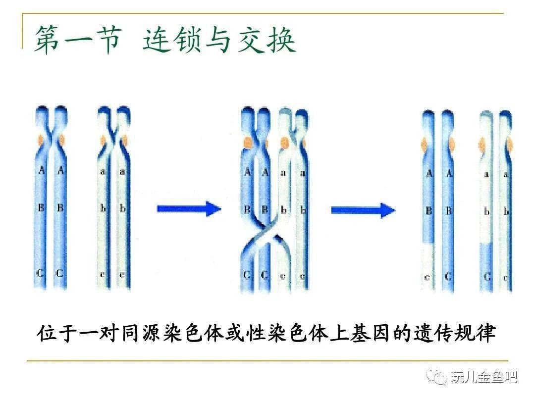 连锁互换图解图片