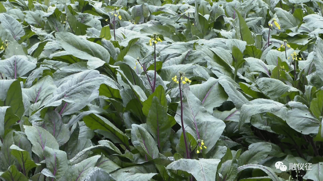 如今,到了冬天,仪征人的餐桌上就会新增一盘时令菜蔬——紫菜薹,与