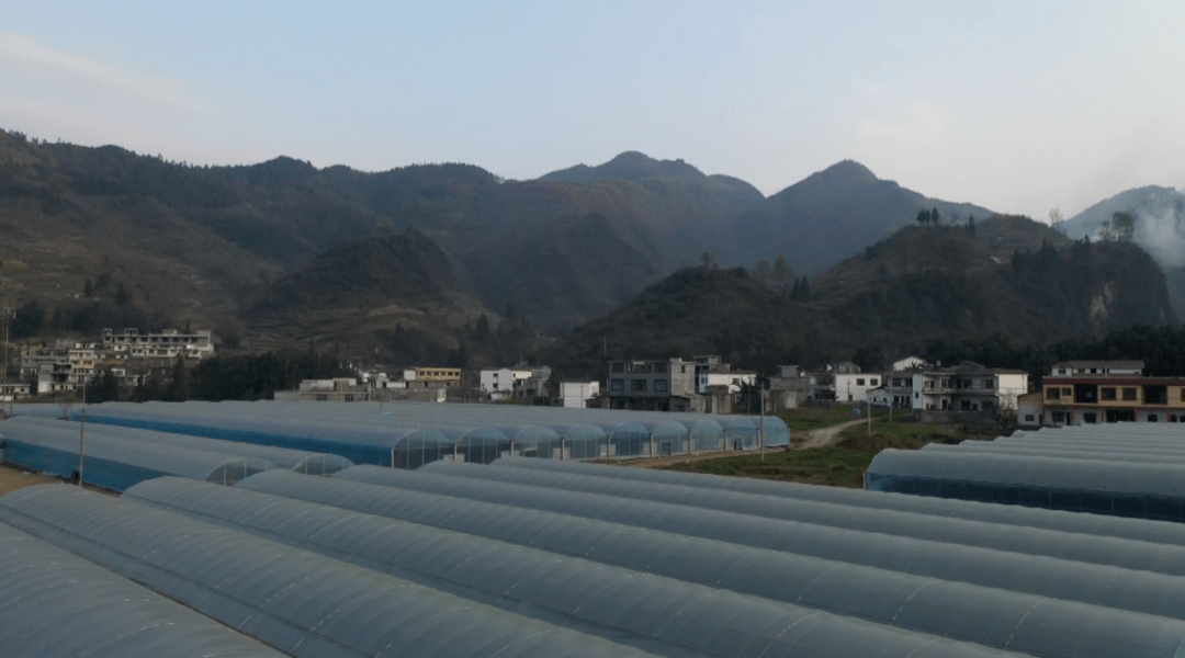 镇雄雨河镇园区建在家门口农民致富新门路