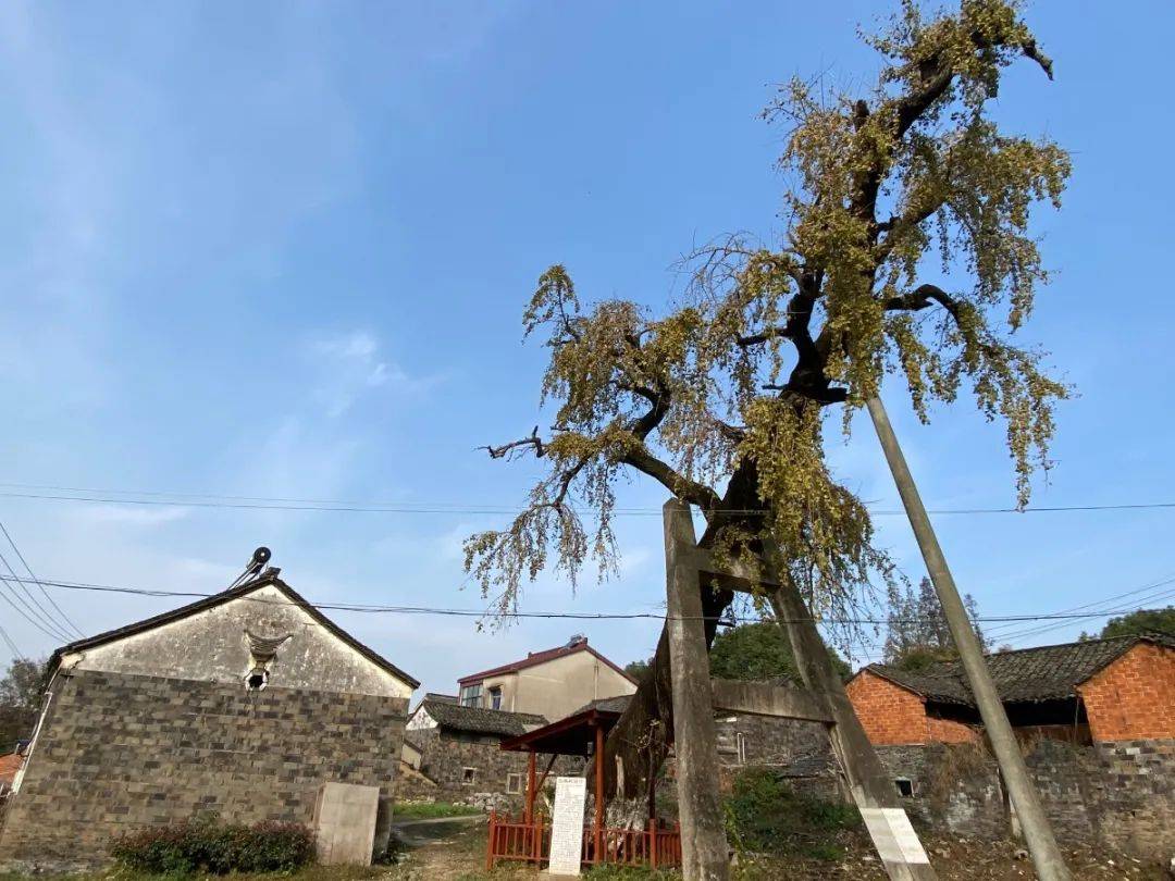 丹徒这个村子藏着一棵千年古树,你去过吗?_手机搜狐网