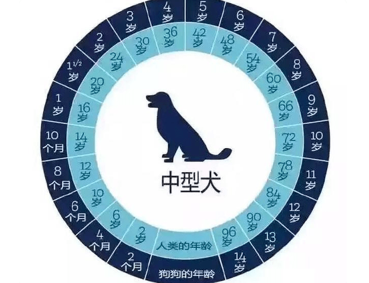 中型犬年龄图片