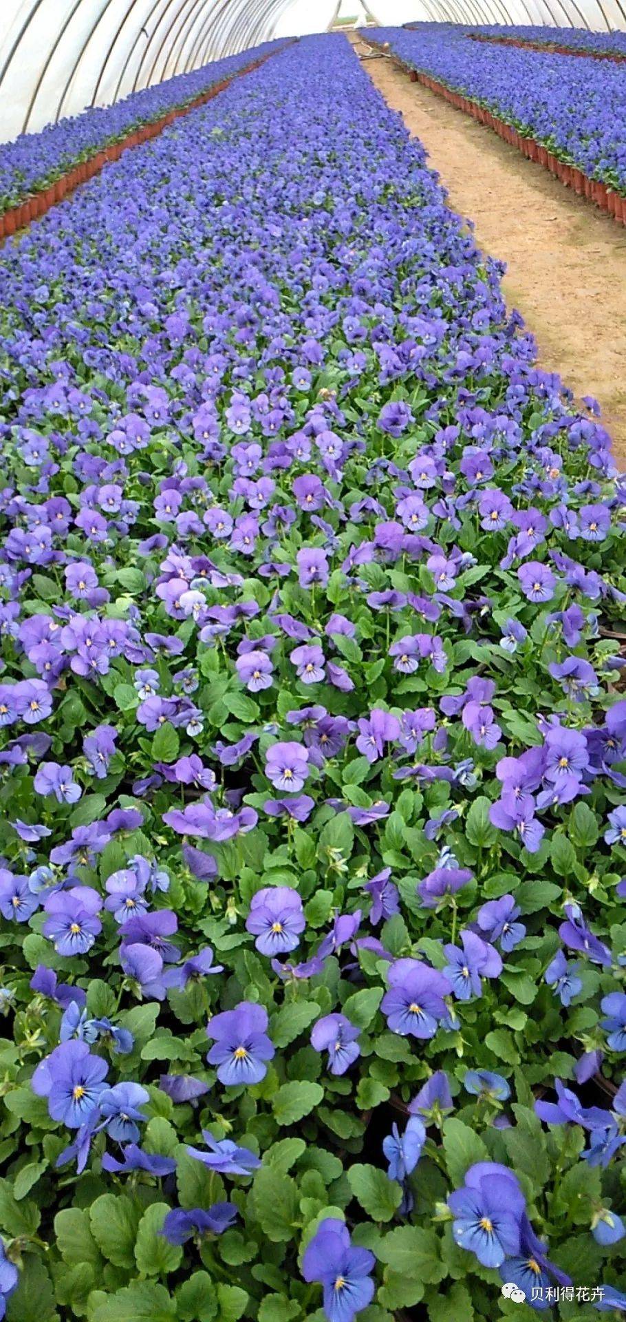 冬季可用花境,花坛植物参考_女贞