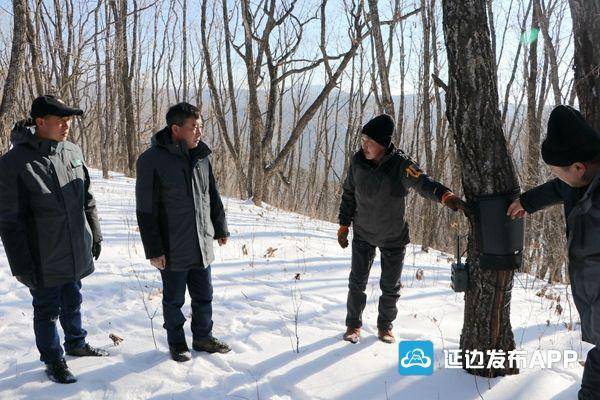 大兴沟发现的野生东北虎初步判断自东向西途经托盘林场_大兴沟林业局