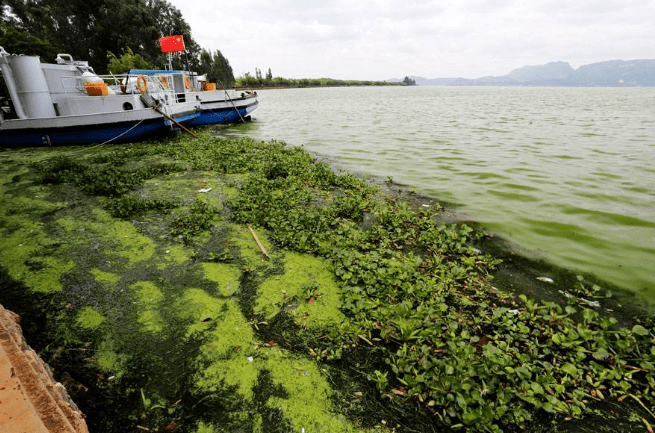 云南滇池污染图片