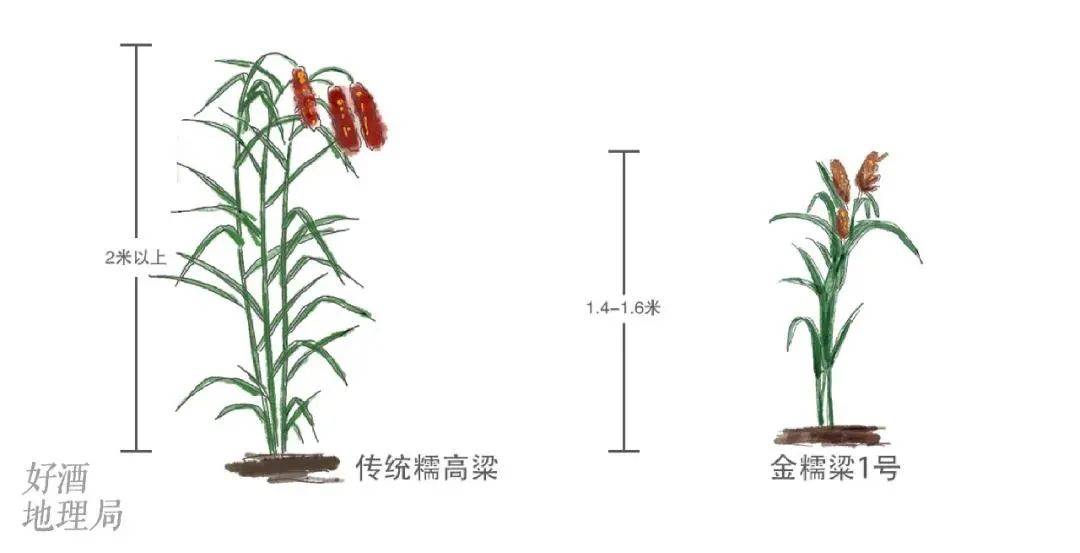 重庆白沙一棵高粱的延伸