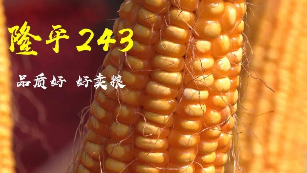 隆平243容重808克已过国审即将出场炸街了