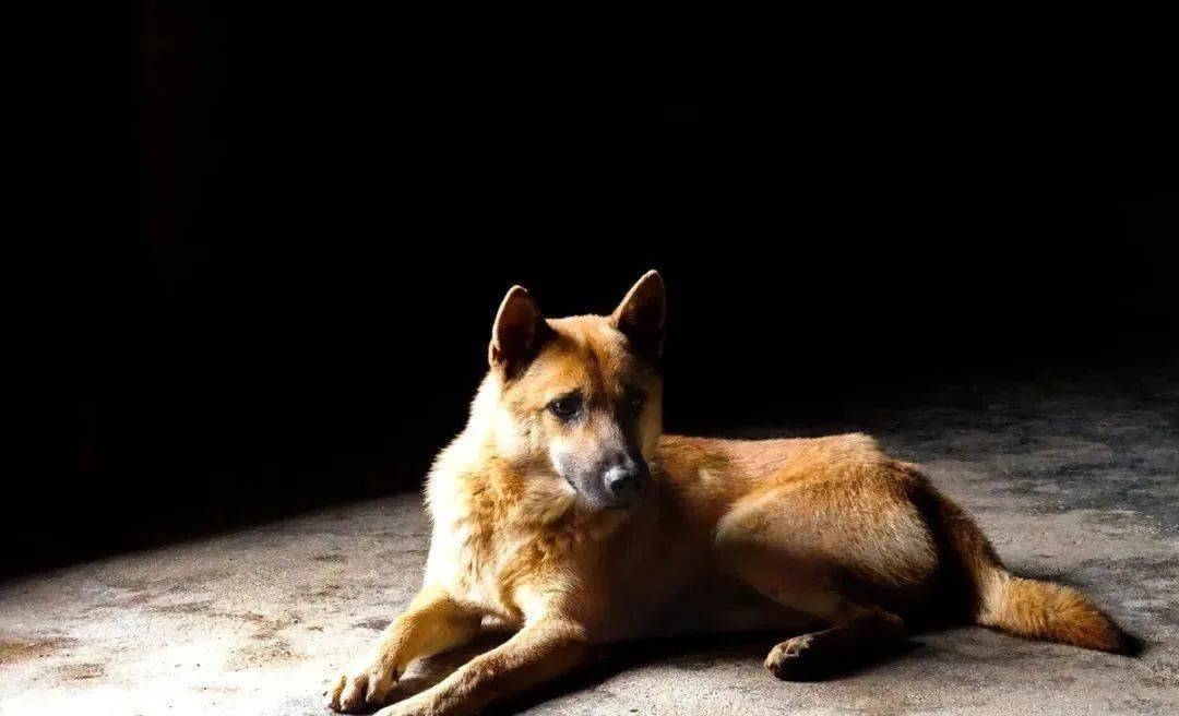 禁养野生动物后狗也保不住了这个省即将禁养土狗