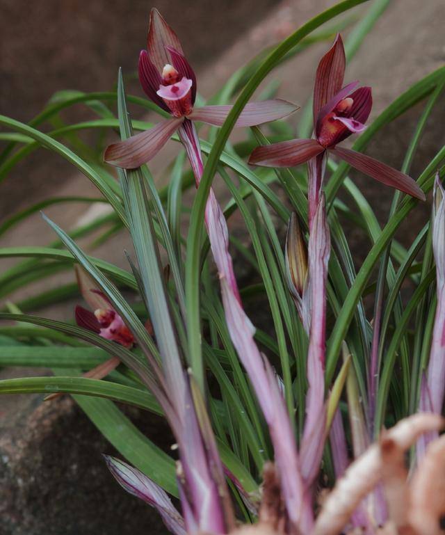 此花是春兰四大红花之首,红杆红花,香气浓郁,深受花迷青睐