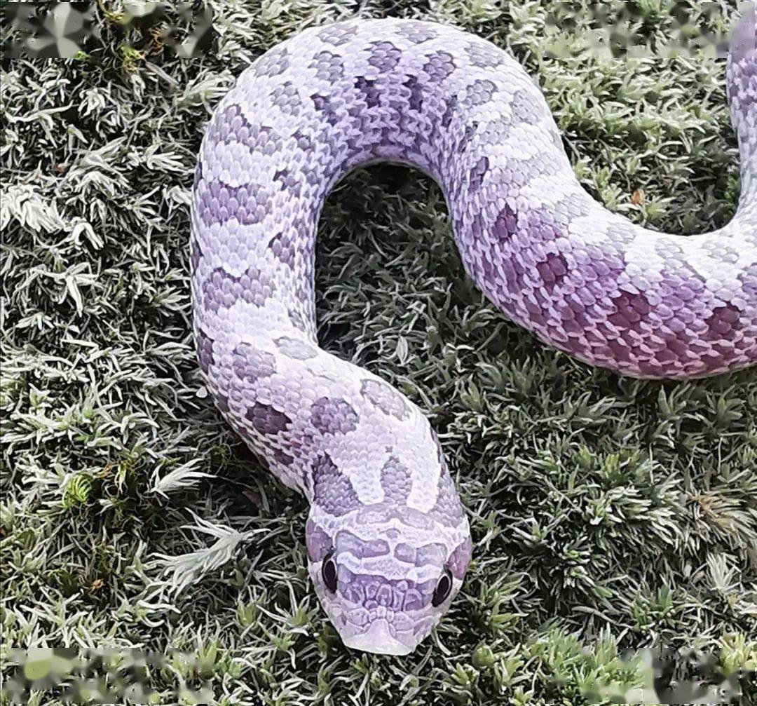 可爱呆萌会装死,你不知道的猪鼻蛇品系 —— 出人意料的"紫色冰晶"