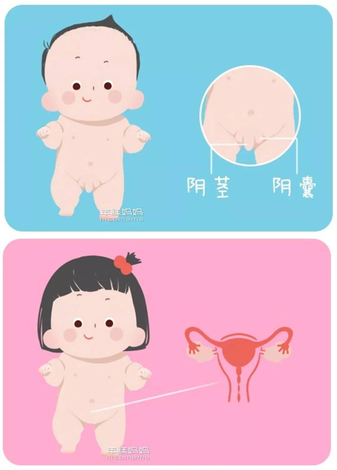 宝宝尿道尿道口图片