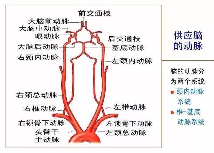主动脉弓解剖图高清图片