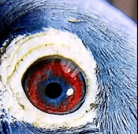 红血蓝眼鸽图片