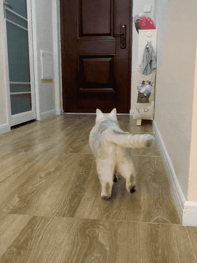 一只猫一直扭的GIF图片