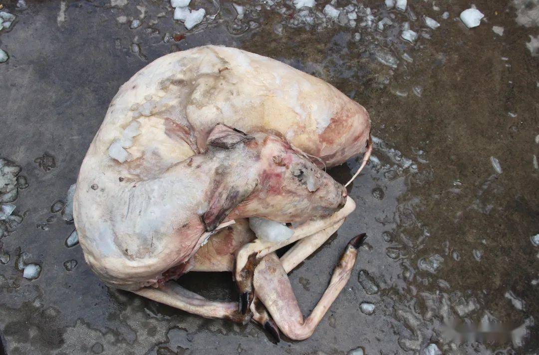 县公安局森林警察大队公开销毁一批涉案野生动物死体