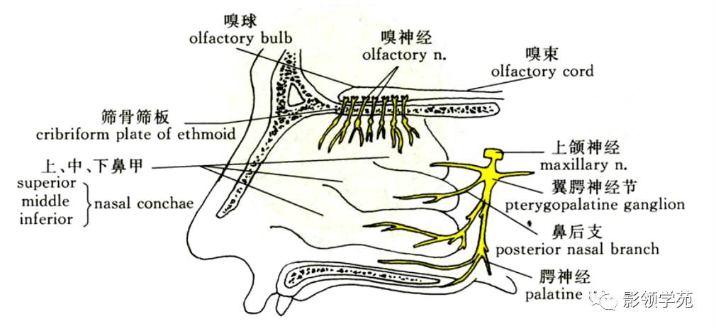 筛孔解剖图片