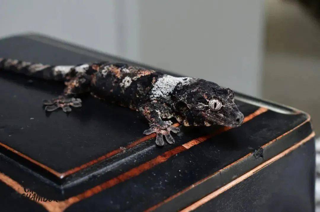 网友的魔物守宫繁殖组黑底色的高白选育