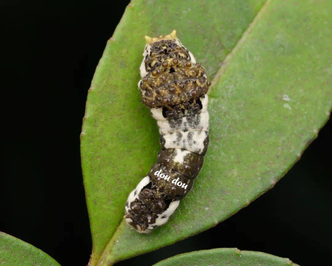 柑橘凤蝶 papilio xuthus linnaeus, 1767,幼虫尾部两侧白色花纹不相