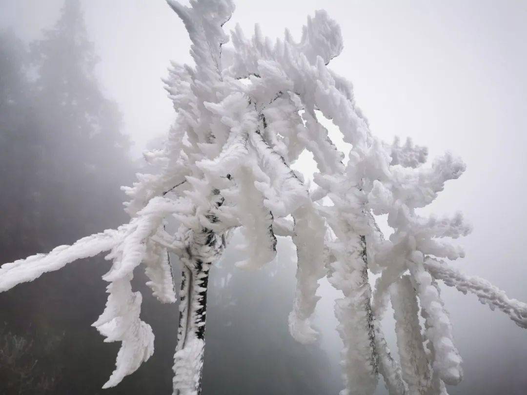 新邵龙山雾凇位置图片