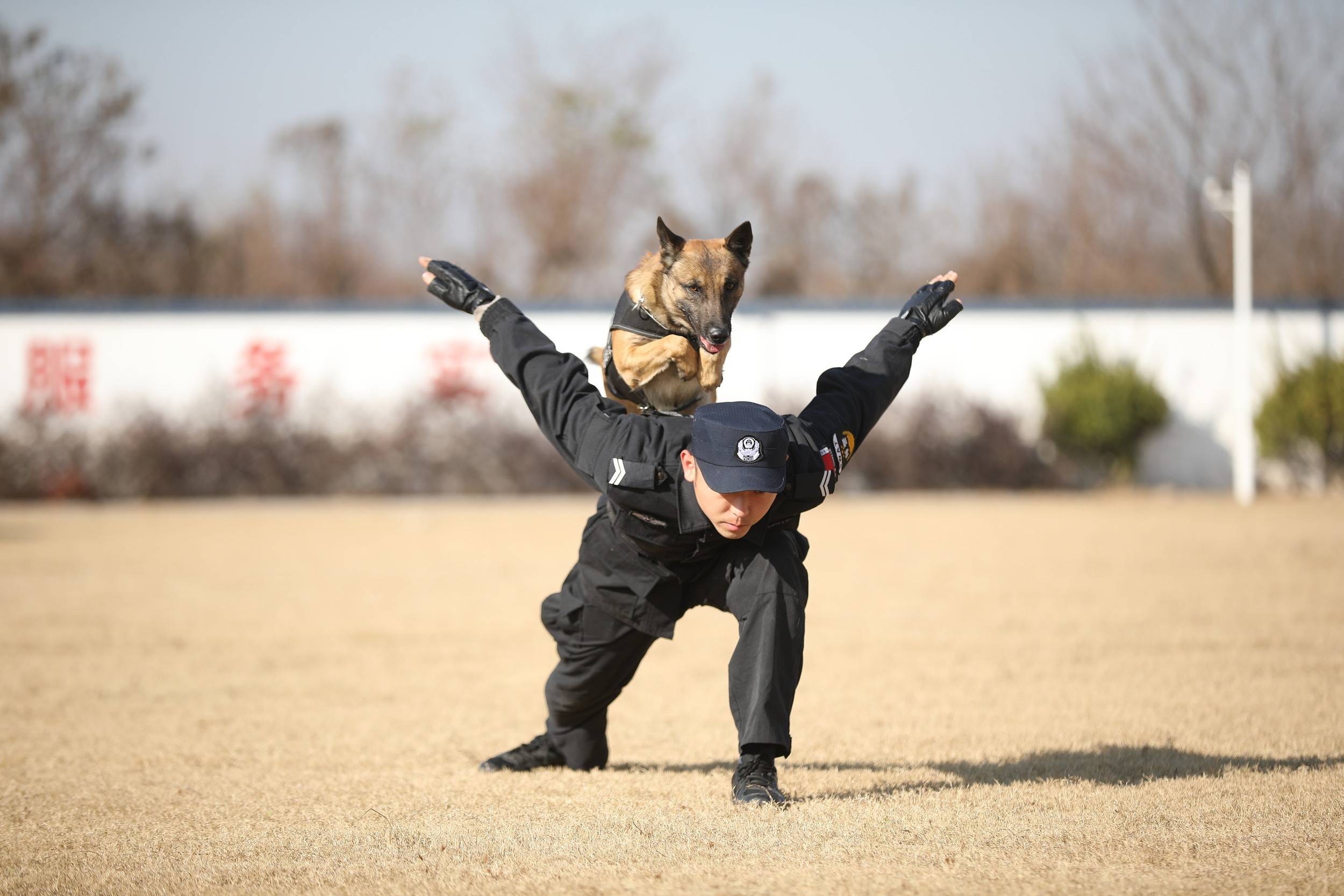 山东日照"神犬奇兵 冬季练兵_警犬基地