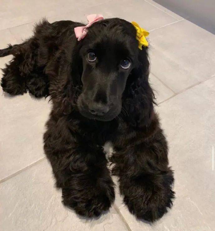 狗狗版黑珍珠.这也太美了吧!_黑色