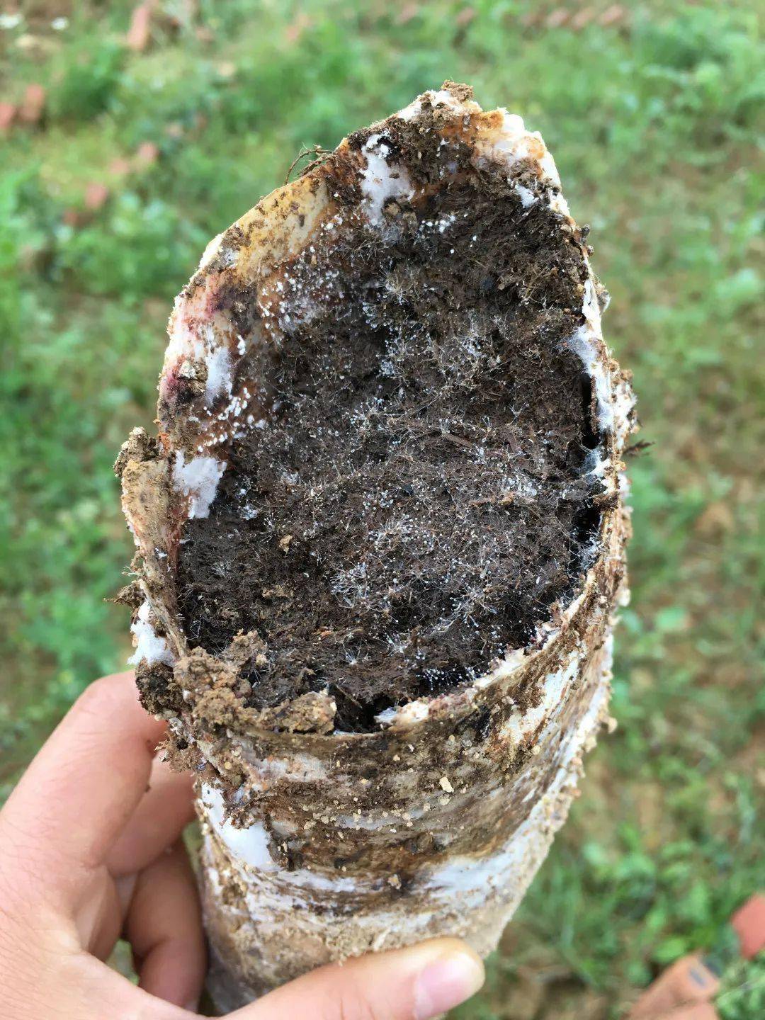 雷人却够深刻利川一茶农德米特这坨牛粪不简单