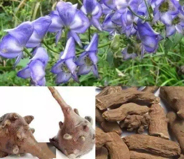 文山人注意!云南省疾控中心再次发出提示_乌头