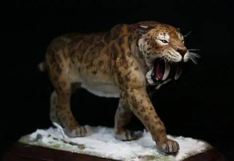 剑齿虎,最令人熟悉不过的史前掠食者之一,因长有短剑一般的长牙而得名