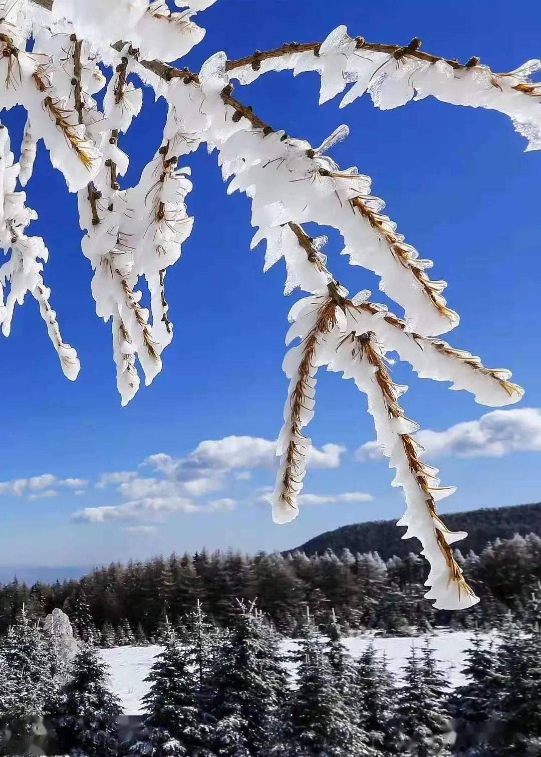 芦芽山雪景图片