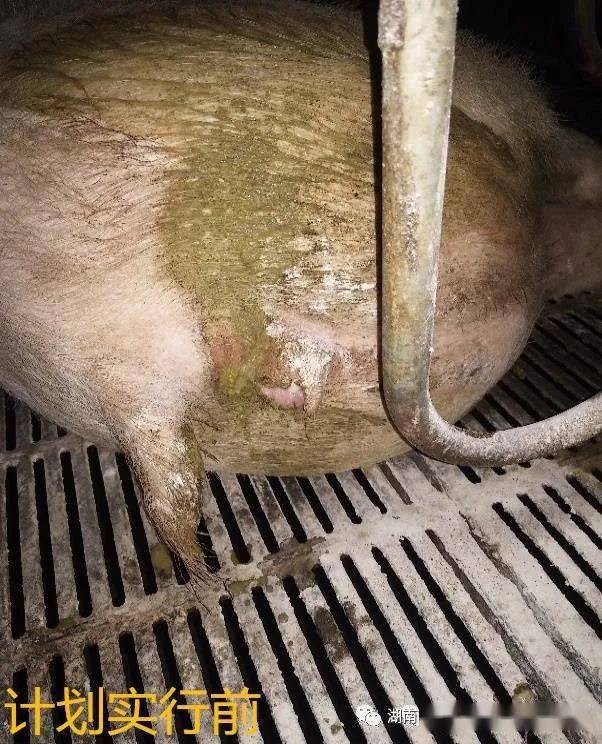 图x-1.清静计划之前,怀孕,哺乳母猪腹泻2.